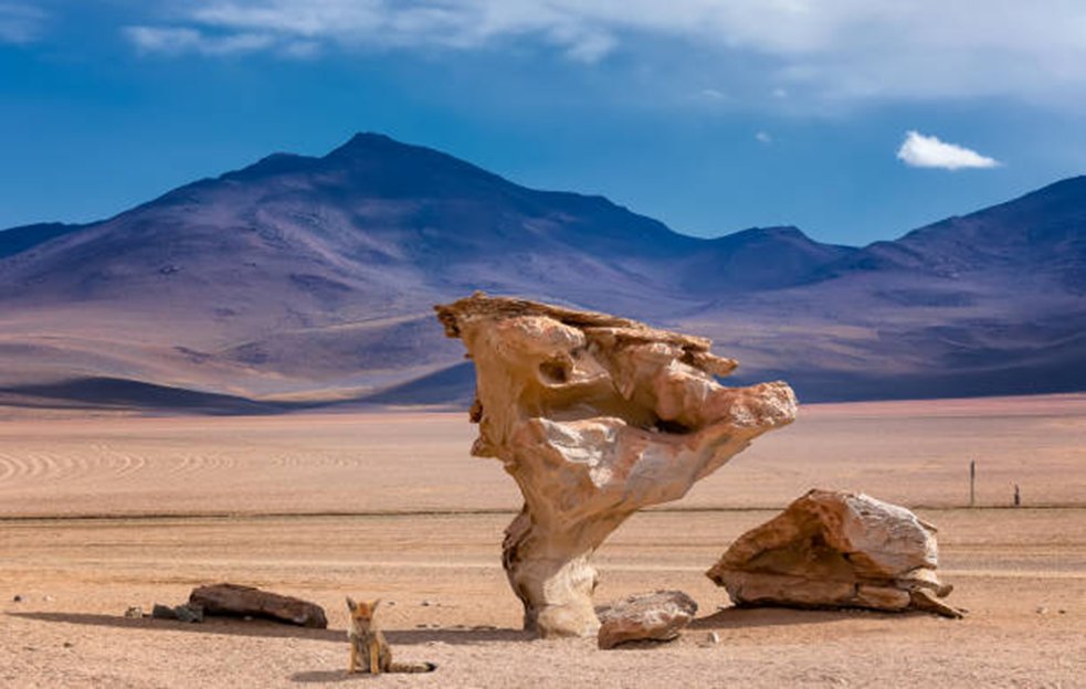 Stone formation and fox in the Atacama Desert